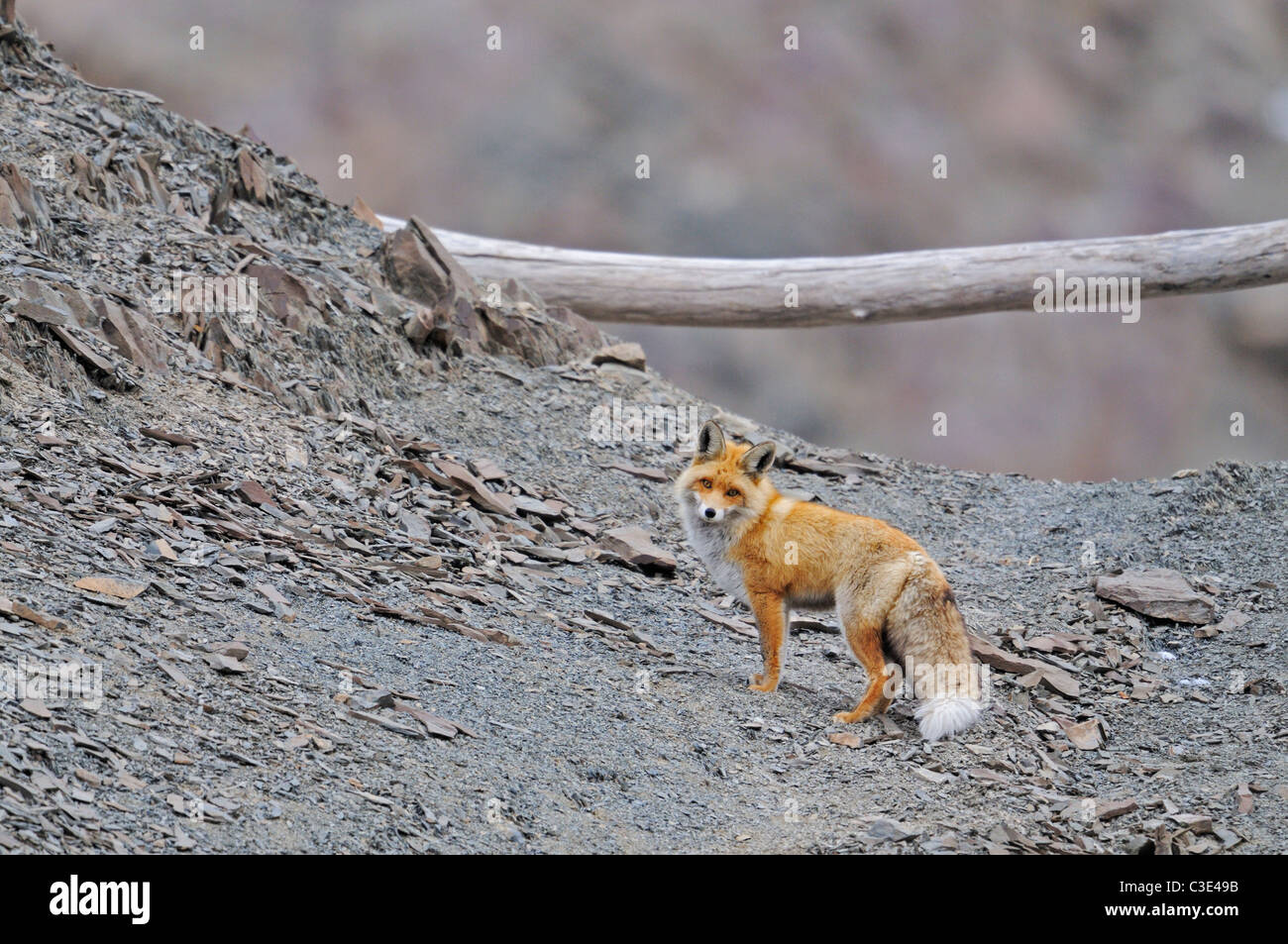 Red Fox (Vulpes vulpes vulpes) su un rilievo roccioso il ghiaione in Hemis national park, Ladak, India Foto Stock