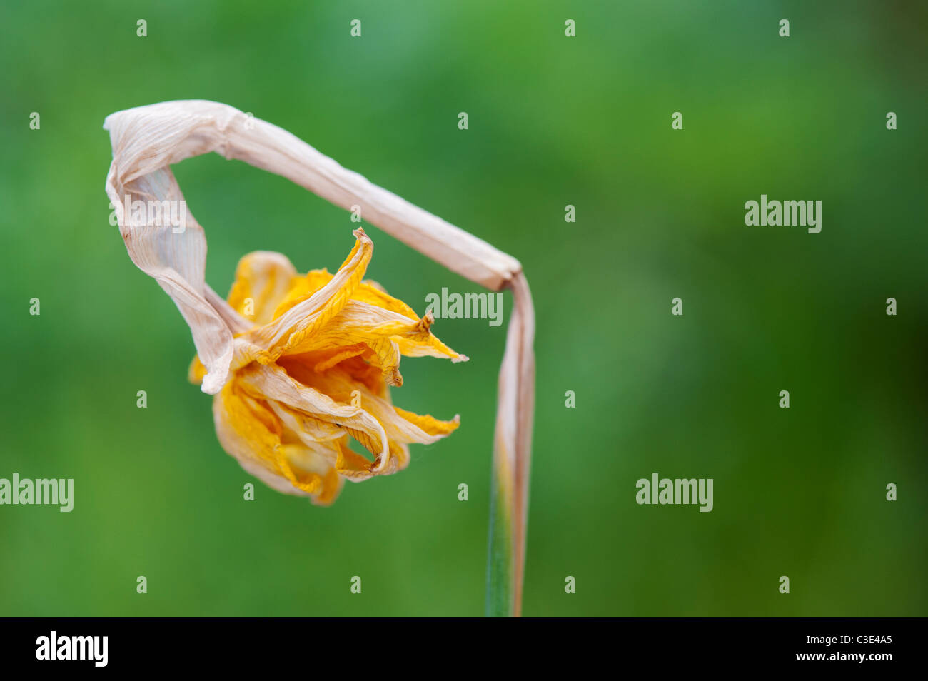 Dead tete a tete daffodil fiore in giardino Foto Stock