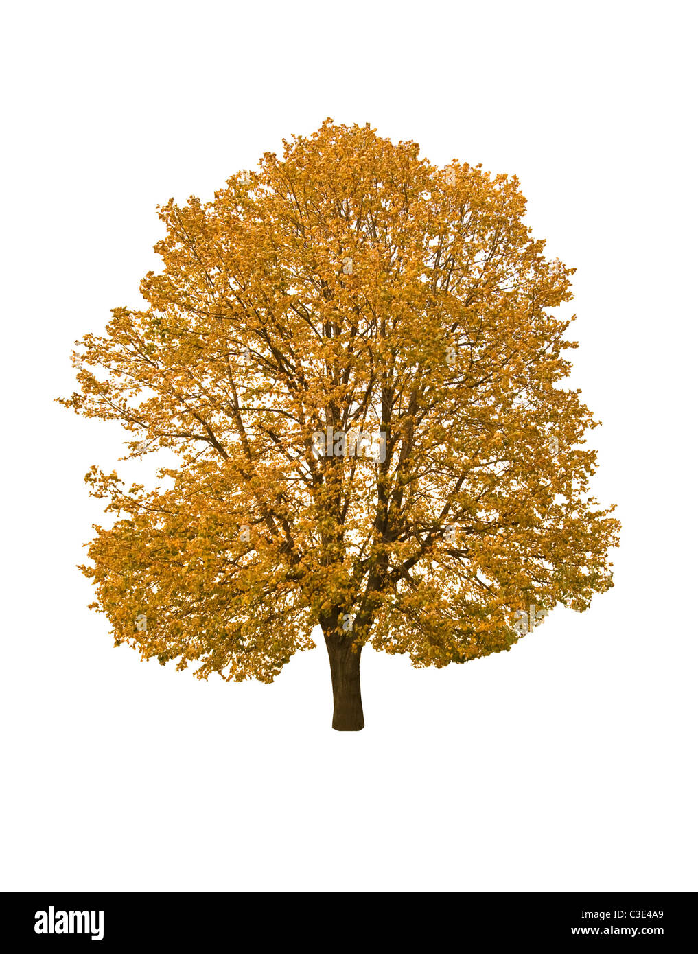 Autumn Tree è isolato su sfondo bianco Foto Stock