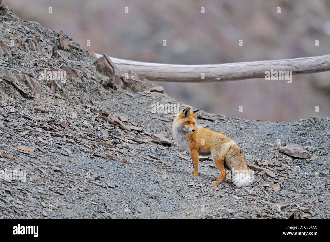 Red Fox (Vulpes vulpes vulpes) su un rilievo roccioso il ghiaione in Hemis national park, Ladak, India Foto Stock