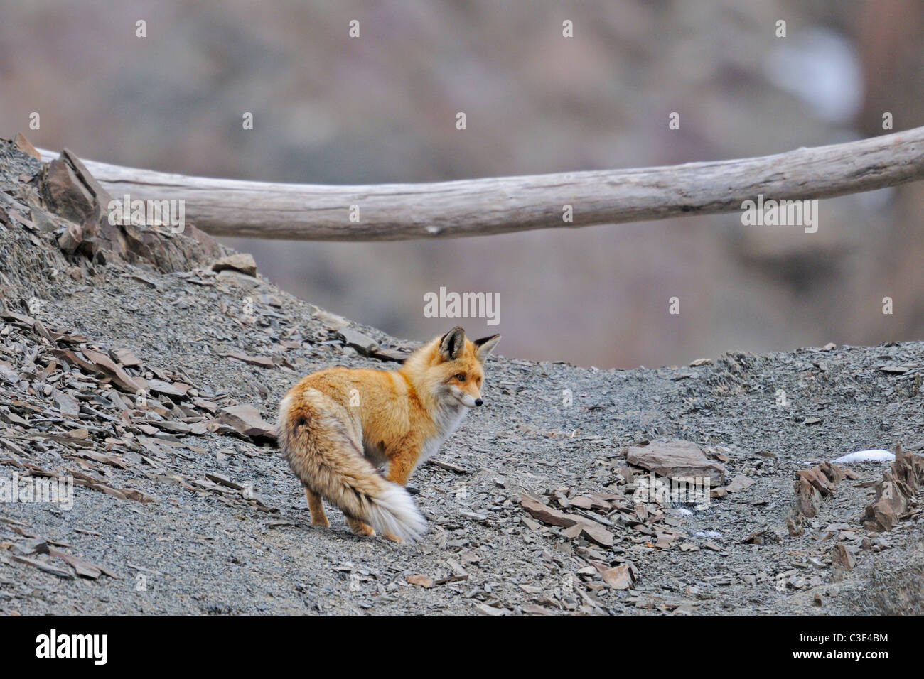 Red Fox (Vulpes vulpes vulpes) su un rilievo roccioso il ghiaione in Hemis national park, Ladak, India Foto Stock