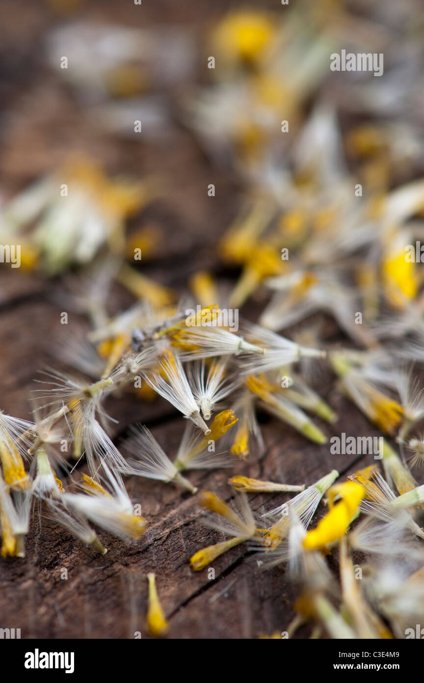 Doronicum Caucasicum raffinatezza semi di fiori. Leopardi Bane semi di fiori Foto Stock