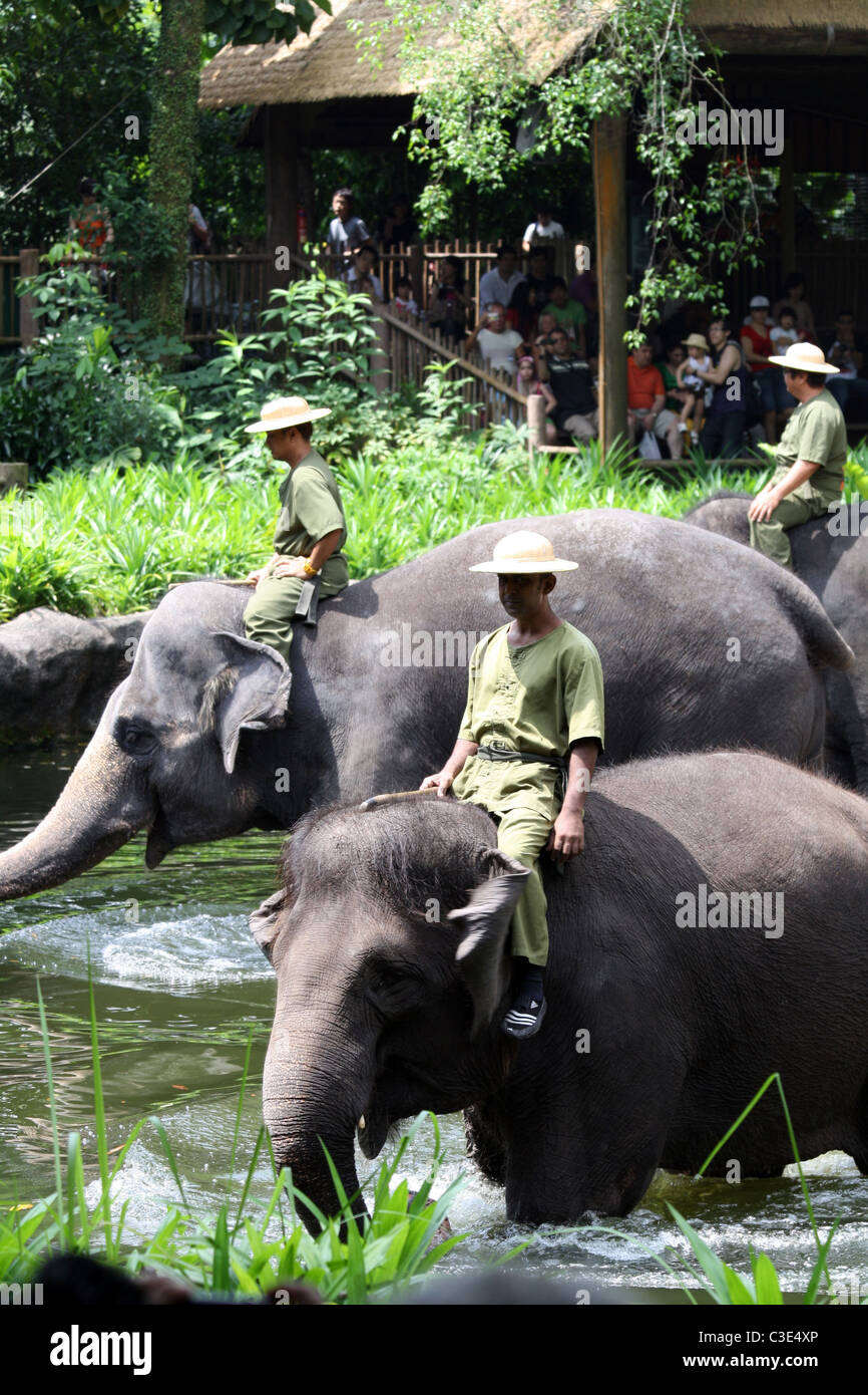 Gli elefanti e i loro formatori di eseguire in occasione di una mostra a Singapore Zoo Foto Stock