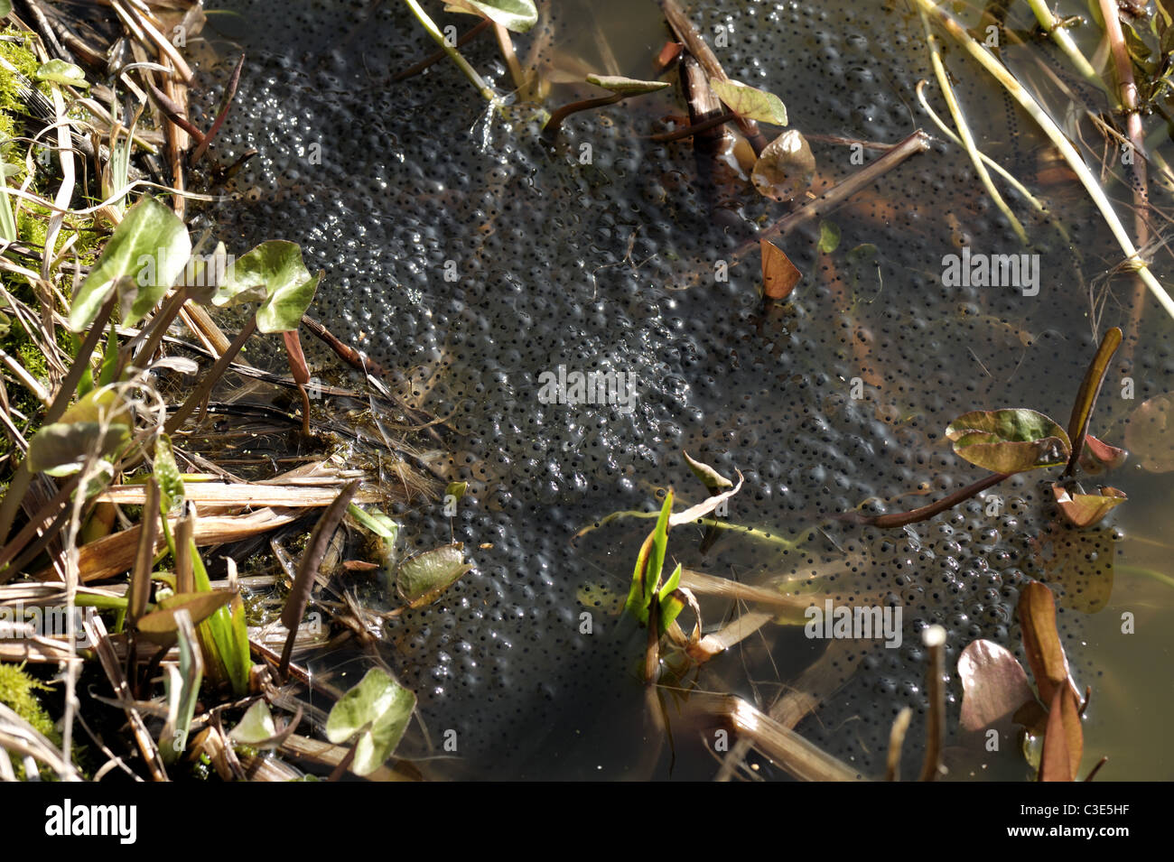 Rana europea (Rana temporaria) massa frogspawn con stringhe di rospo spawn in alto a destra Foto Stock