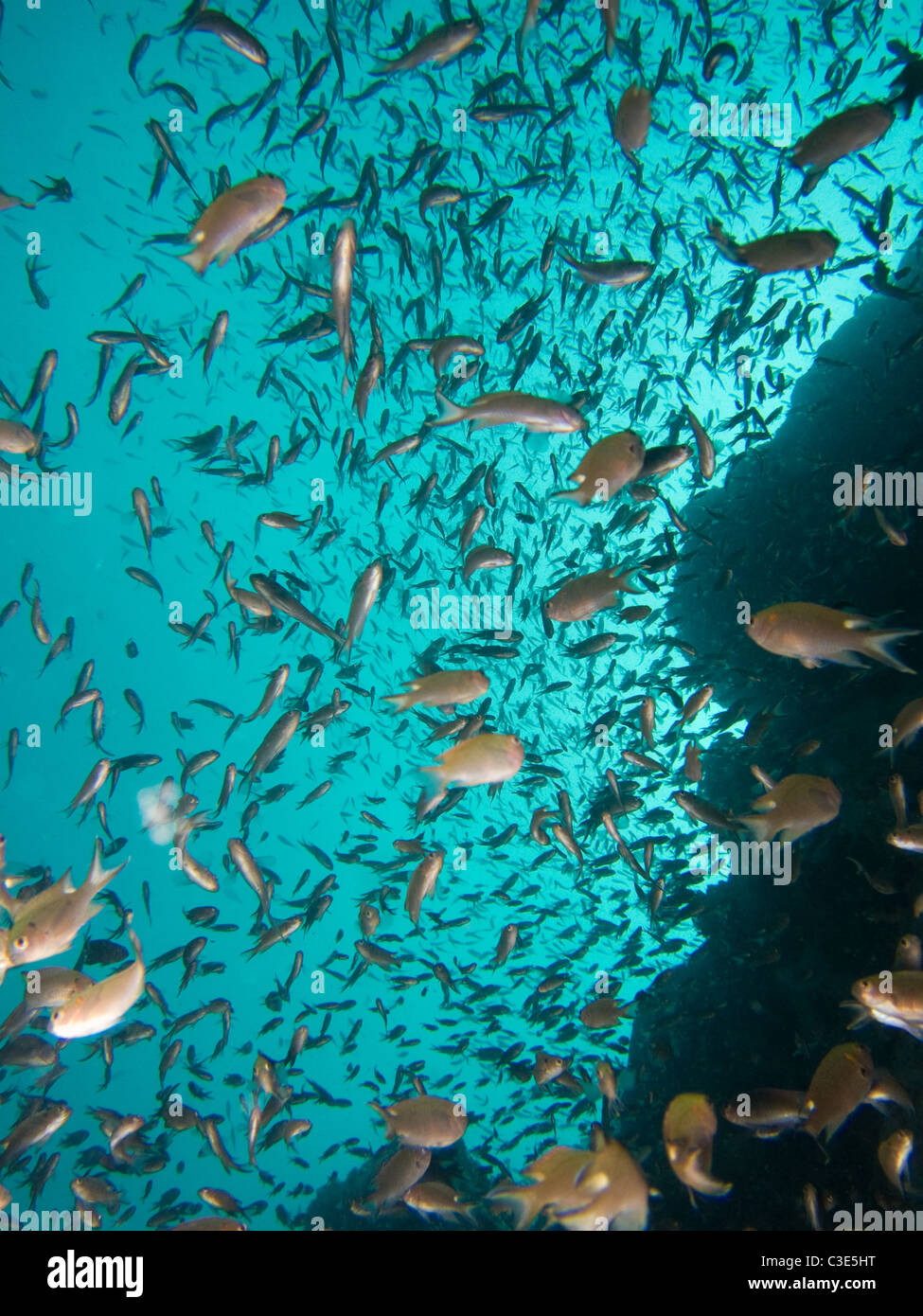 Scuola di pesce con silhouette. Materie disponibile Foto Stock