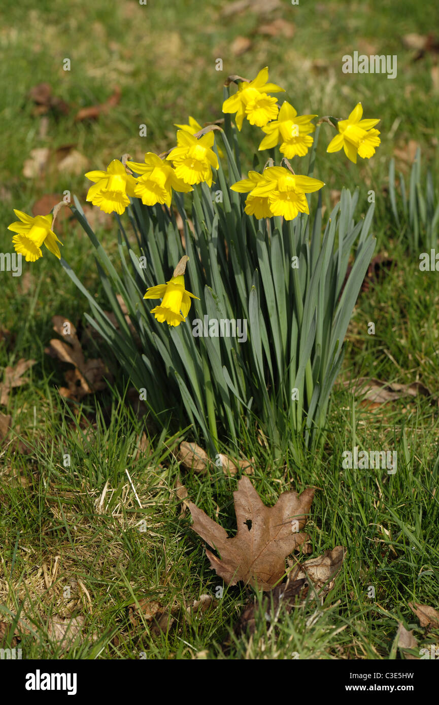 Una delle specie selvatiche di daffodil (Narcissus obvallaris) fiori nella prateria Foto Stock