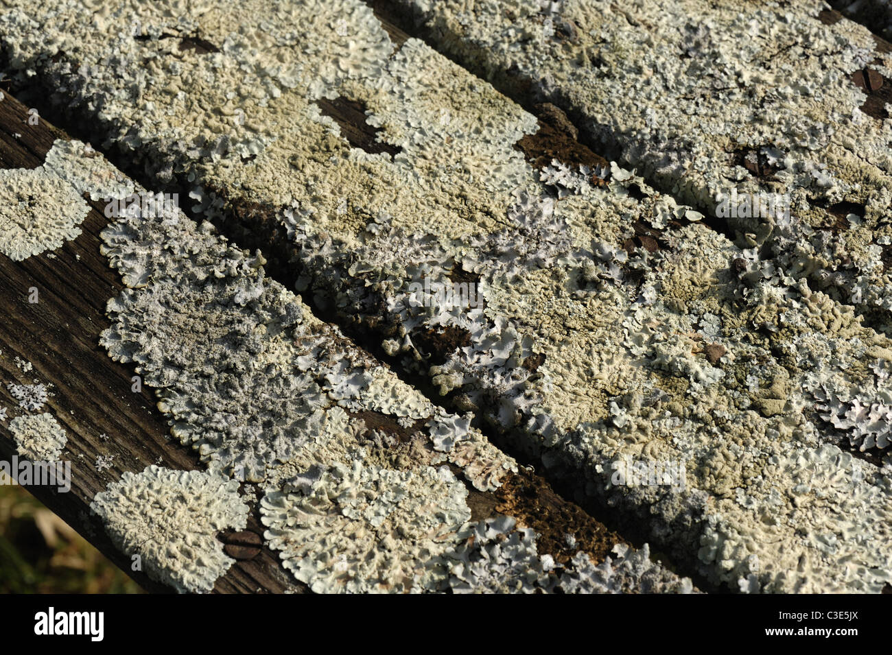 Un lichen probabilmente Clairmont saxatilis che copre il legno di un vecchio tavolo da giardino Foto Stock