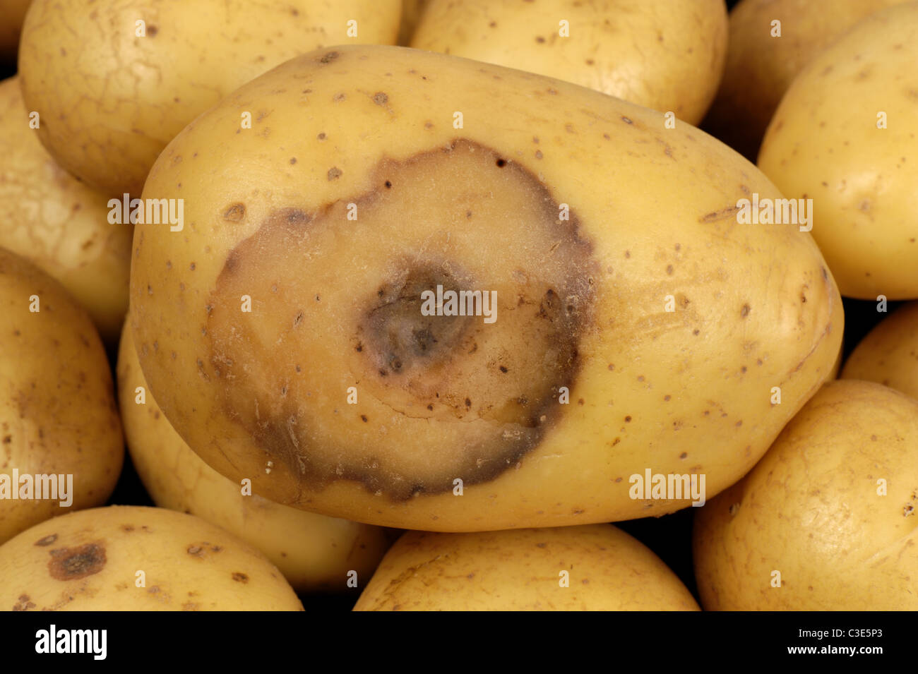 La lesione del marciume molle batterico (Pectobacterium carotovorum) che si forma sul negozio ha acquistato tubero di patate Foto Stock