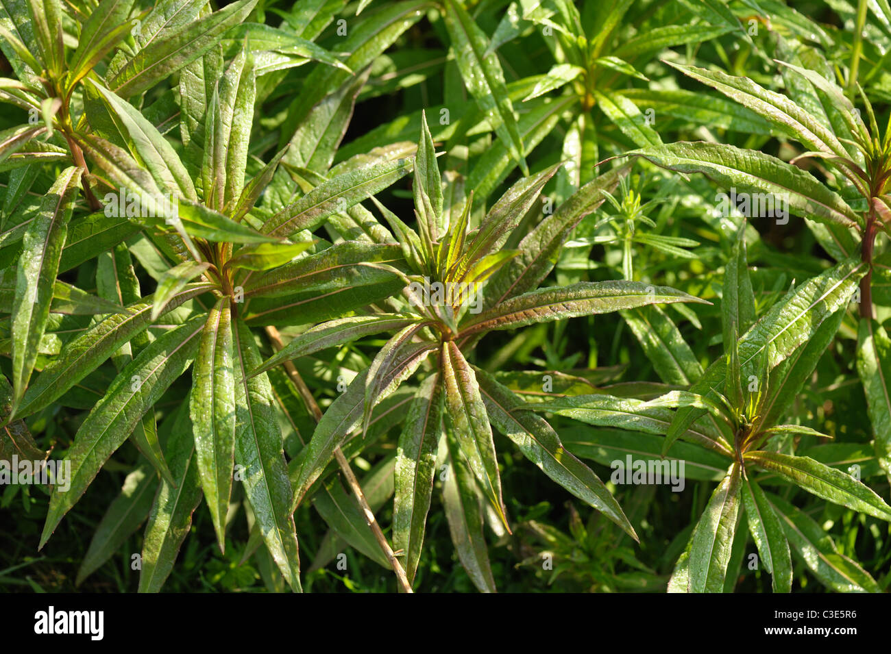 Giovani foglie primaverili di rosebay willowherb (Chamaenerion augustifolium) Foto Stock