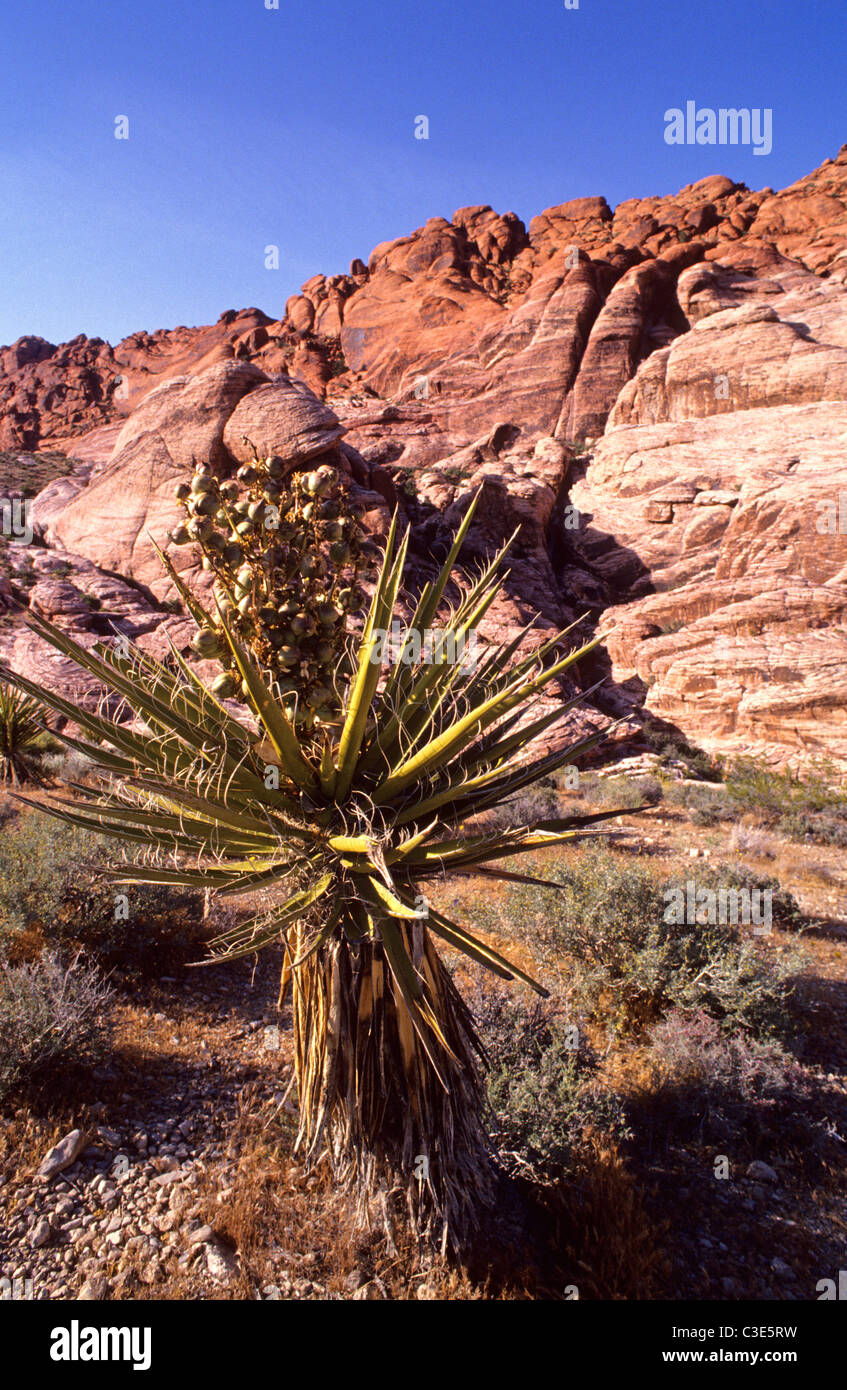 Il Red Rock Canyon National Conservation Area in Nevada riceve 1,2 milioni di visitatori ogni anno. Foto Stock