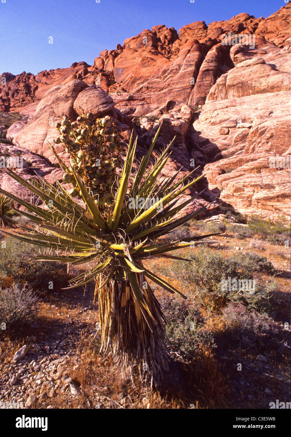 Il Red Rock Canyon National Conservation Area in Nevada riceve 1,2 milioni di visitatori ogni anno. Foto Stock