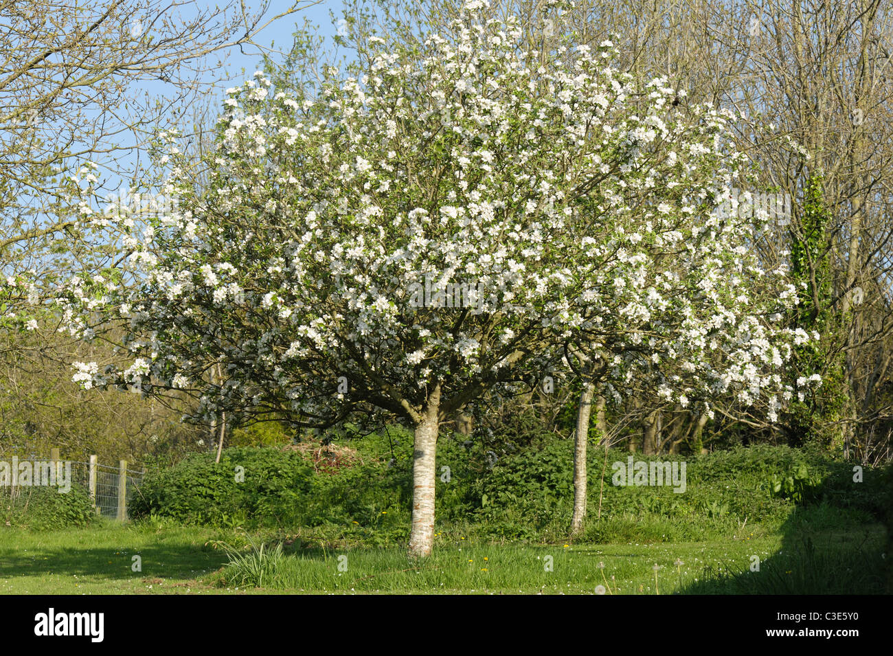 Una scoperta melo in piena fioritura in primavera, Devon Foto Stock