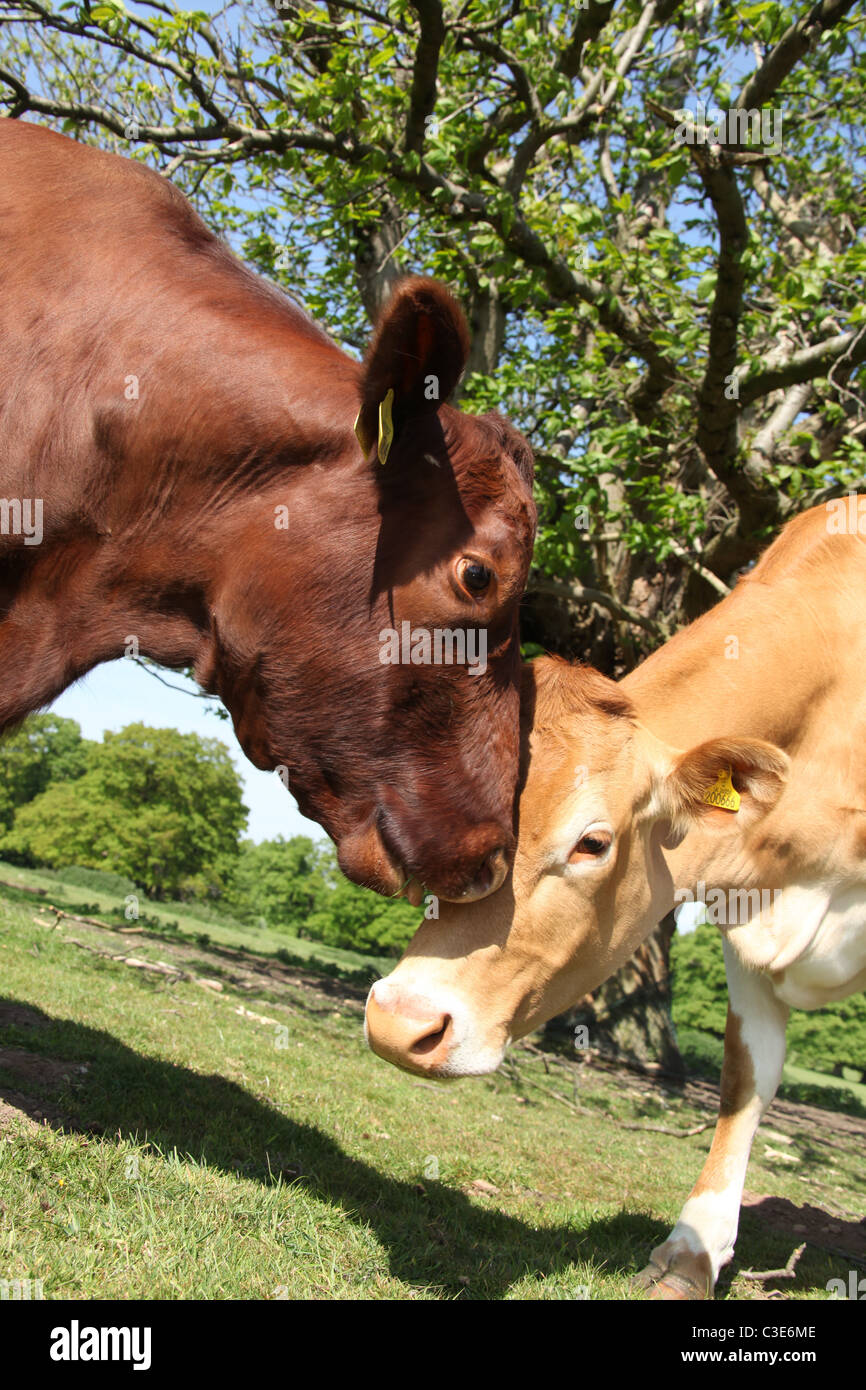 Station wagon di Tatton Park, Inghilterra. Guernsey e Red Poll bestiame al Tatton Park Home Farm. Foto Stock