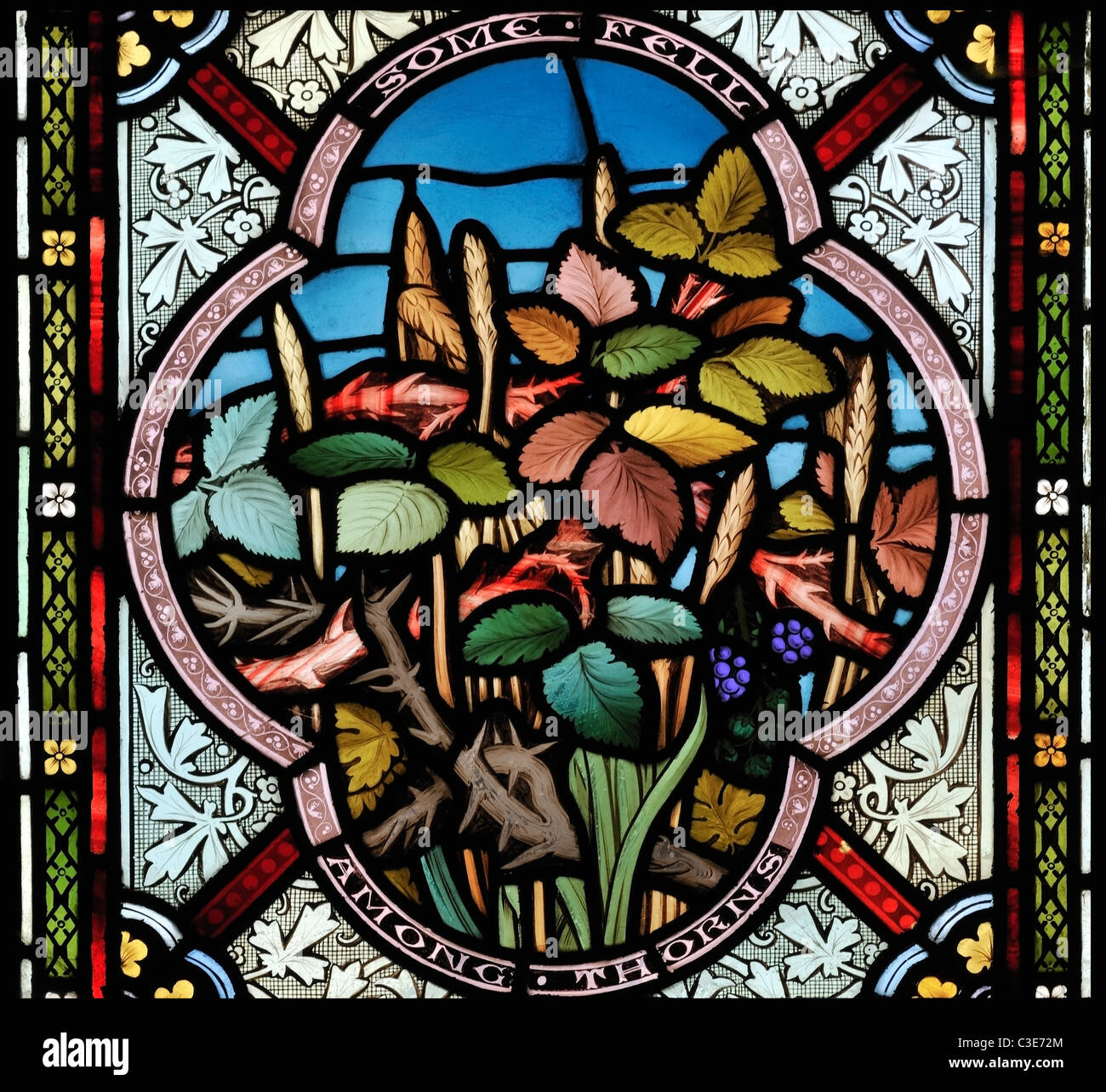 Vetrata raffigurante "sementi che era caduto tra i rovi', Chiesa di Santa Maria, Burnham Deepdale, Norfolk, Inghilterra Foto Stock