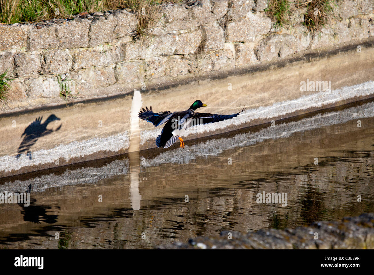 Mallard duck sbarcano su acqua skegness lincolnshire Foto Stock