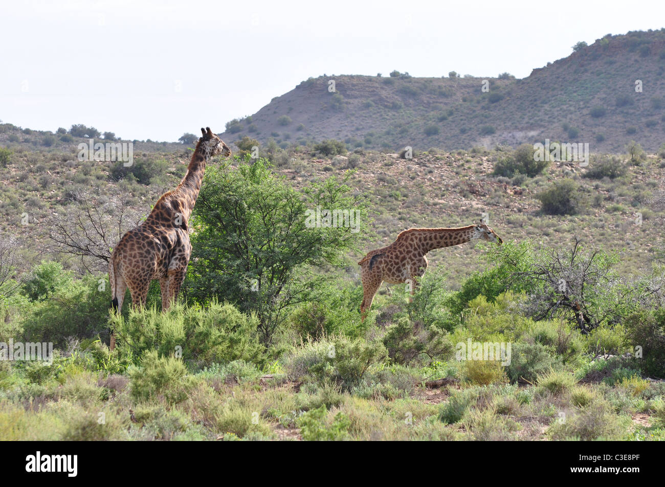 Le giraffe nel paesaggio, la fauna selvatica, natura, Sanbona wildlife reserve Foto Stock