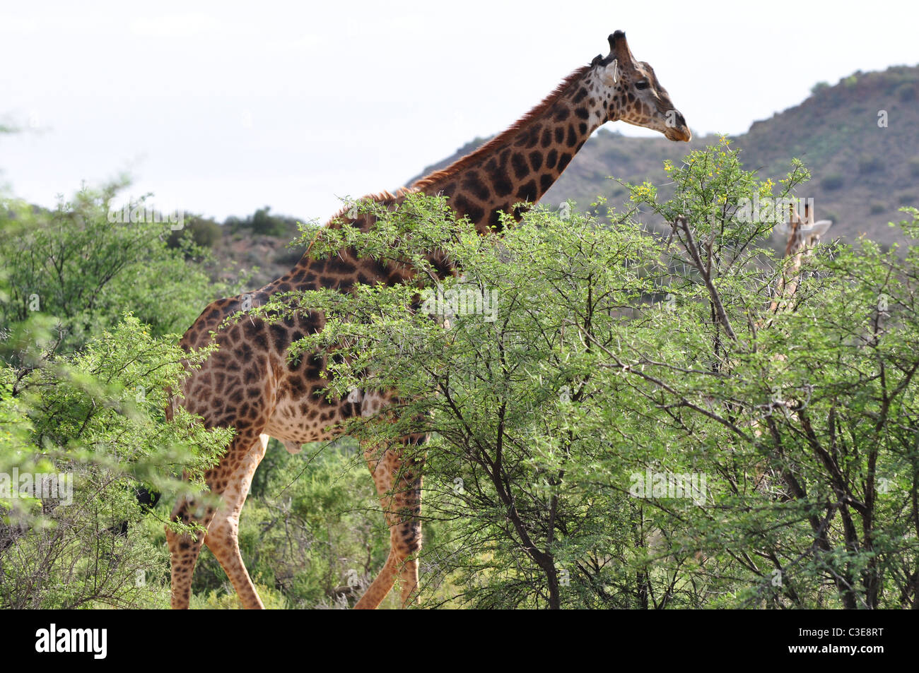 Le giraffe nel paesaggio, la fauna selvatica, natura, Sanbona wildlife reserve Foto Stock