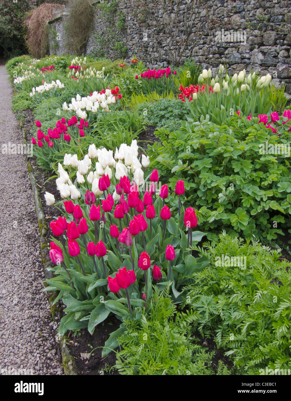 Flower confine con i tulipani, Giardino Inglese, Inghilterra, Regno Unito. Foto Stock
