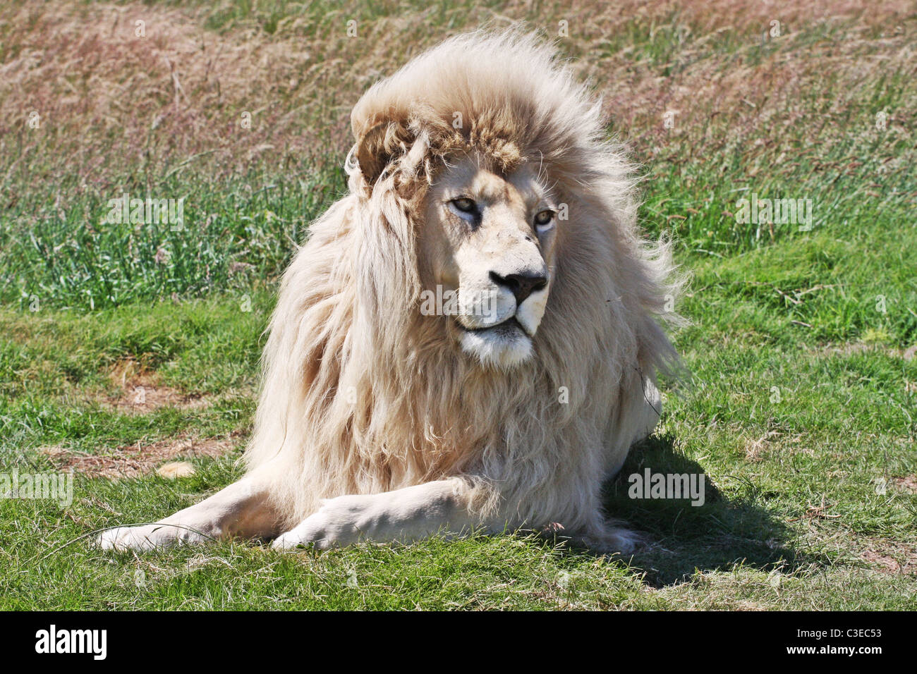 White Lion lion park, Port Elizabeth, Sud Africa, piante verdi Foto Stock