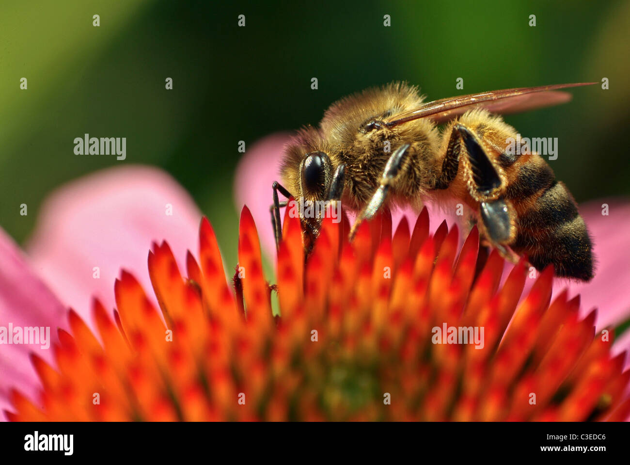 Bee close up macro Polonia Foto Stock