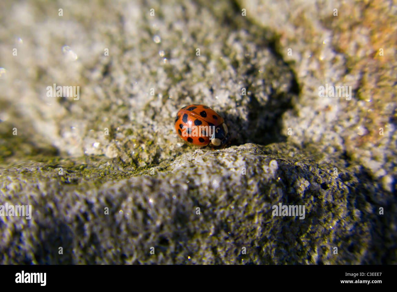 Trovato su uno dei dodici apostolo pietre alta sul Rombalds moor in Wharfedale Foto Stock