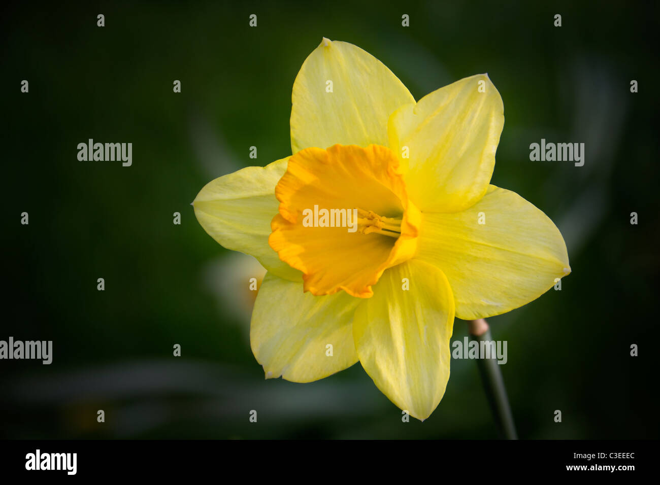 Una chiusura di un bel giallo daffodil mostra che l'inverno è passato Foto Stock