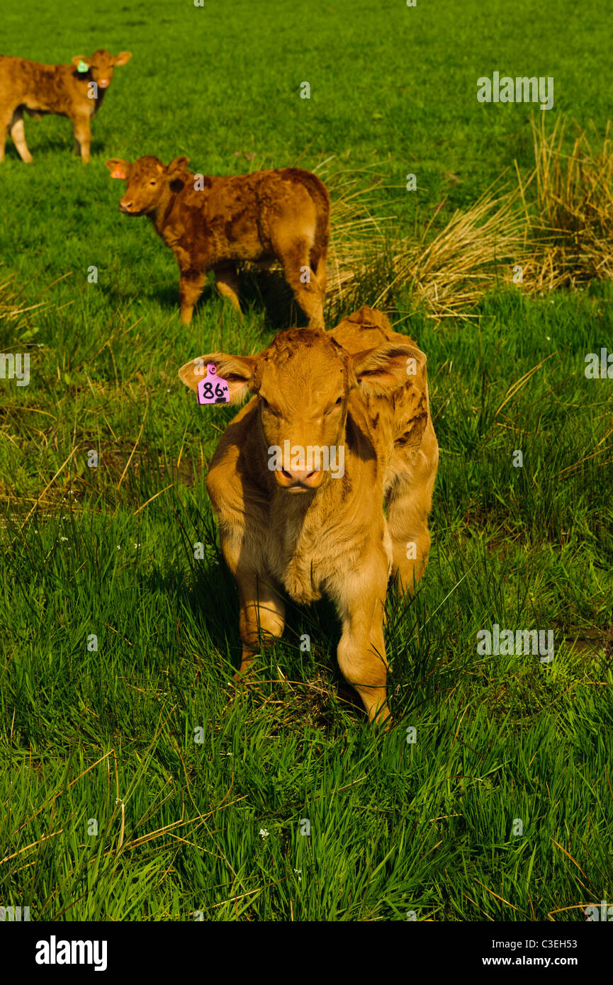 Animali da fattoria Foto Stock