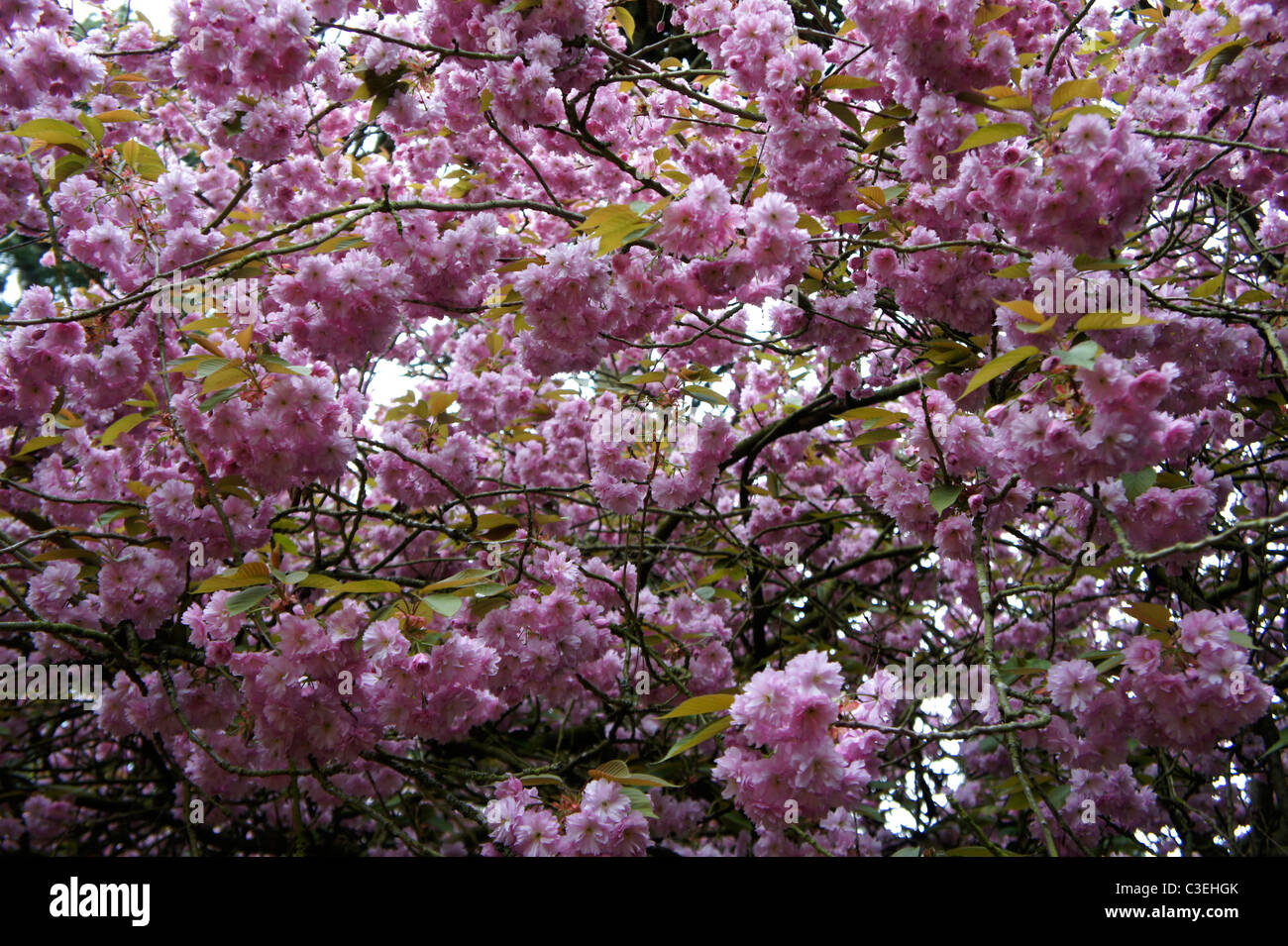 Fiore di primavera Foto Stock