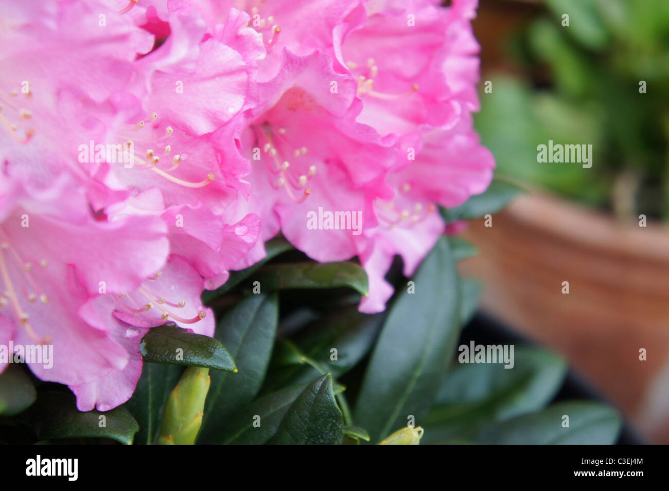 In prossimità di un bel colore rosa ad arbusto di rododendro Foto Stock