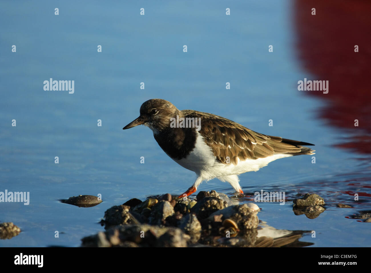 Turnstone sul litorale Shaldon Devon UK Foto Stock