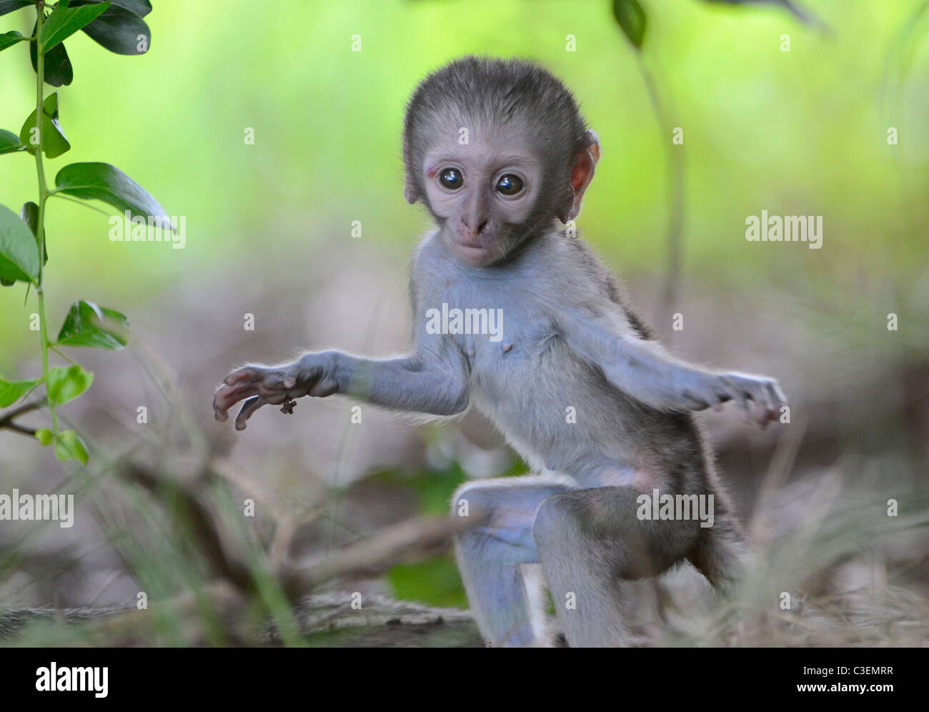 Conveniente superba visione di gioco nel Parco Nazionale di Kruger, Sud Africa. Baby monkey in piedi sulle zampe posteriori con braccia aperte Foto Stock