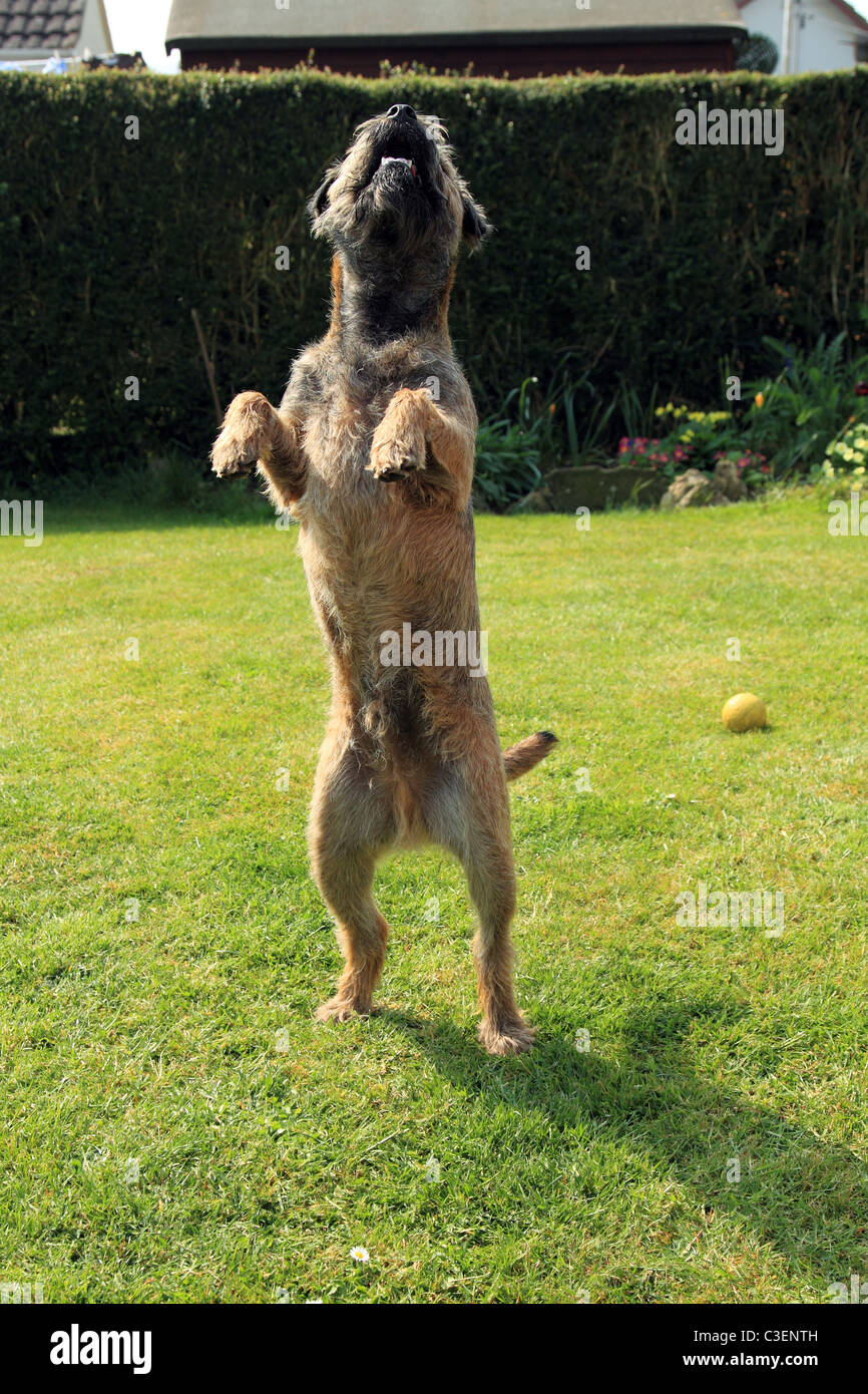 Border Terrier cane sulle sue zampe posteriori cercando Foto Stock