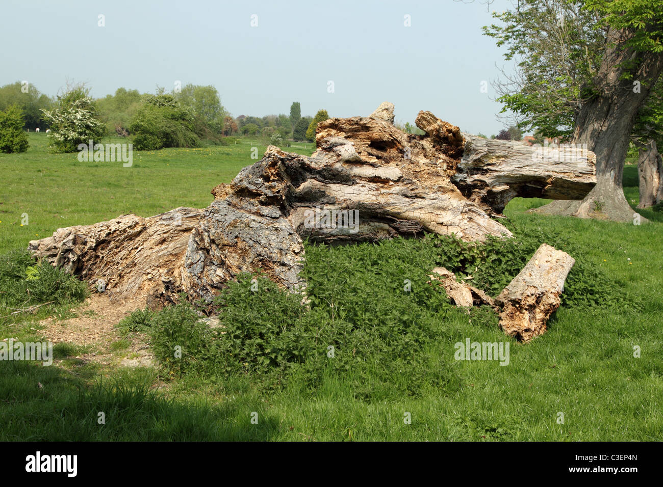 Cavallo caduto albero di castagno in un campo con ortiche urticante Foto Stock