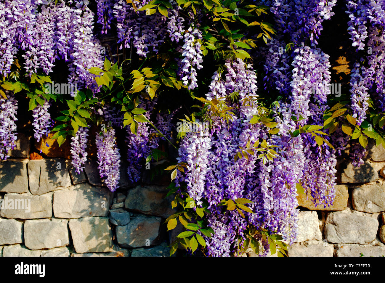 Il Glicine e parete del giardino, Milly la Forêt, Francia, Europa Foto Stock