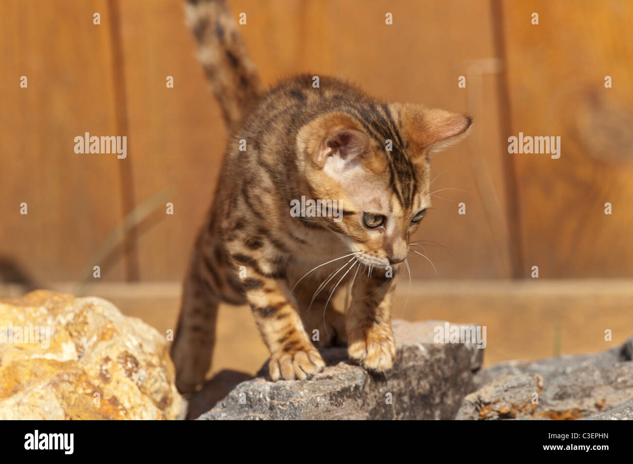 Stock Foto di un gattino Bengala in un giardino di roccia. Foto Stock