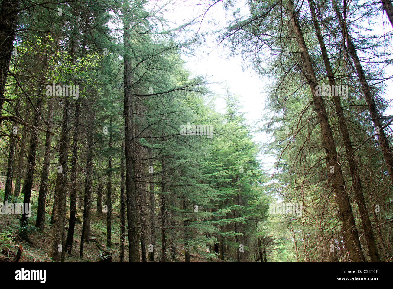 Pineta di Himachal Pradesh, India Foto Stock