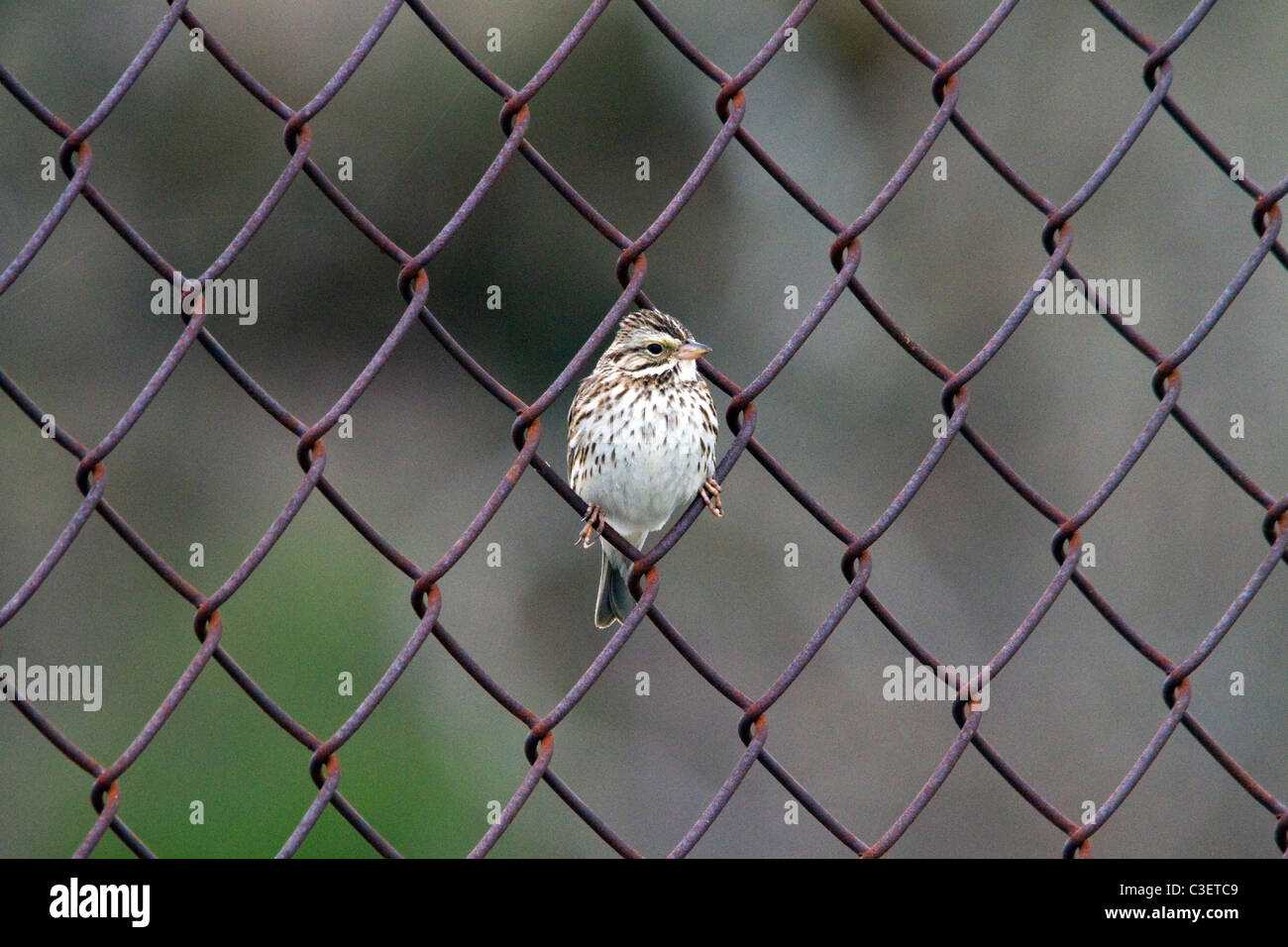 Il Savannah Sparrow seduta nella catena collegamento recinto Foto Stock