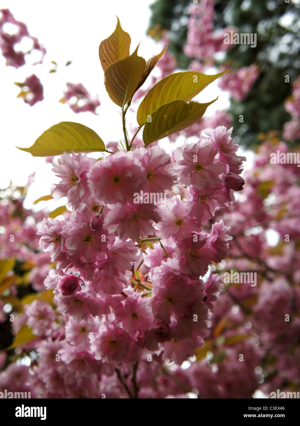 Fiore di primavera Foto Stock