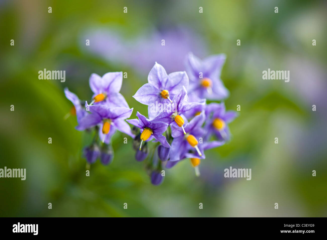 Solanum dulcamara, noto anche come agrodolce, agrodolce nightshade, amaro nightshade, blu centinodia, Amara Dulcis, arrampicata nightshade, fellenwort, Foto Stock