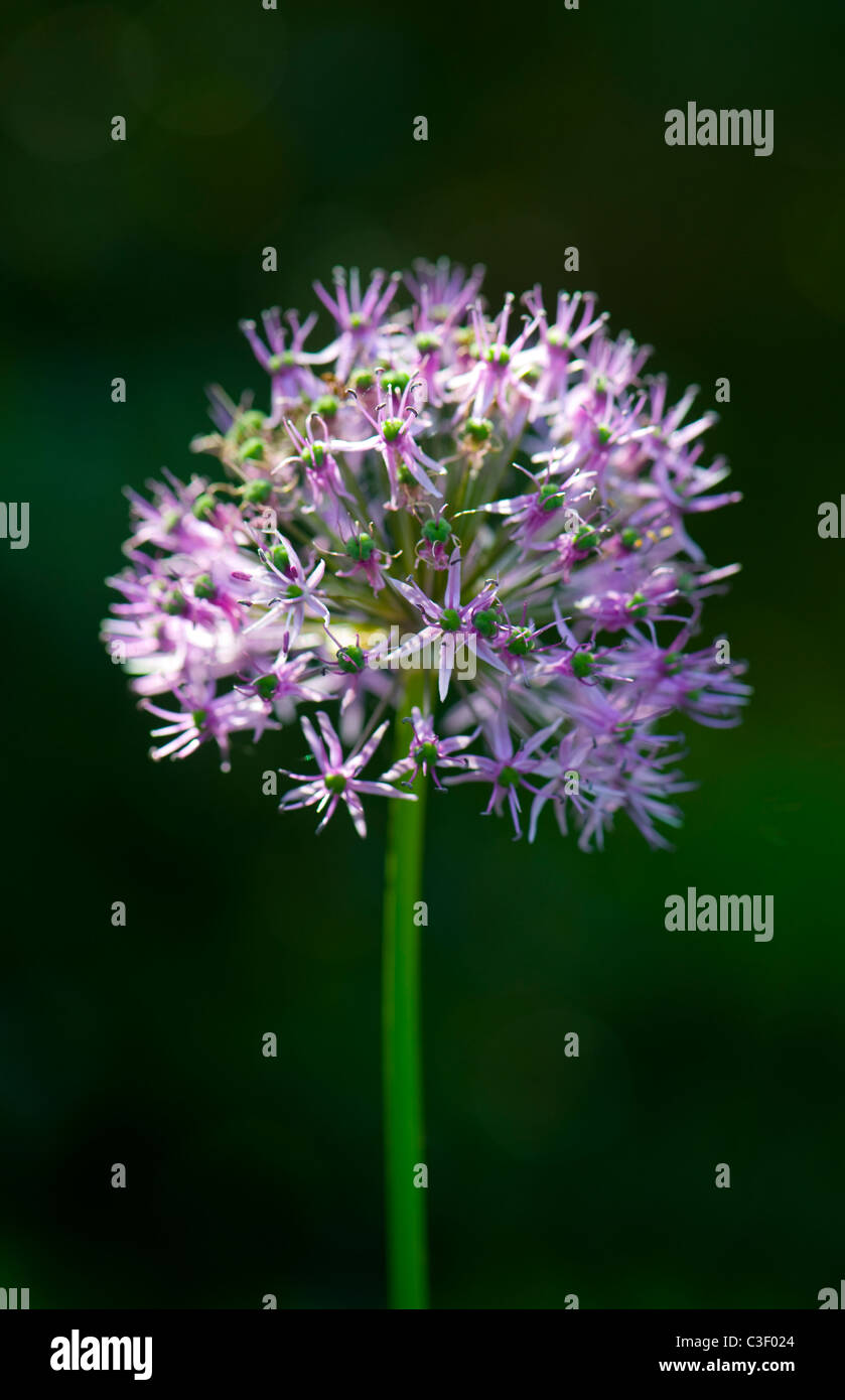 Allium Hollandicum "sensazione di Purple' Fiore testa Foto Stock