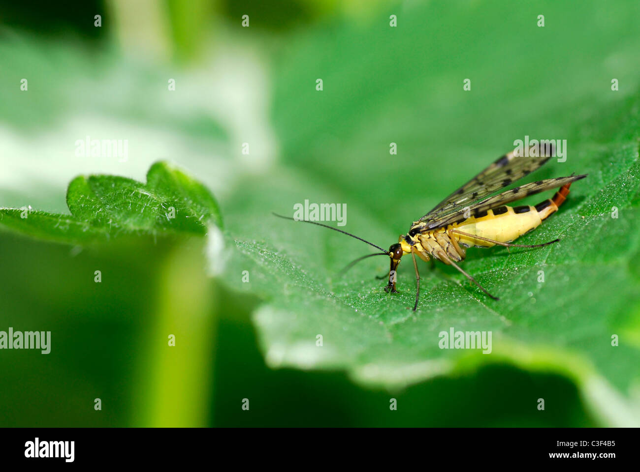 Vista dettagliata del profilo (scorpionfly Panorpa communis) alimentazione sulla lamina Foto Stock