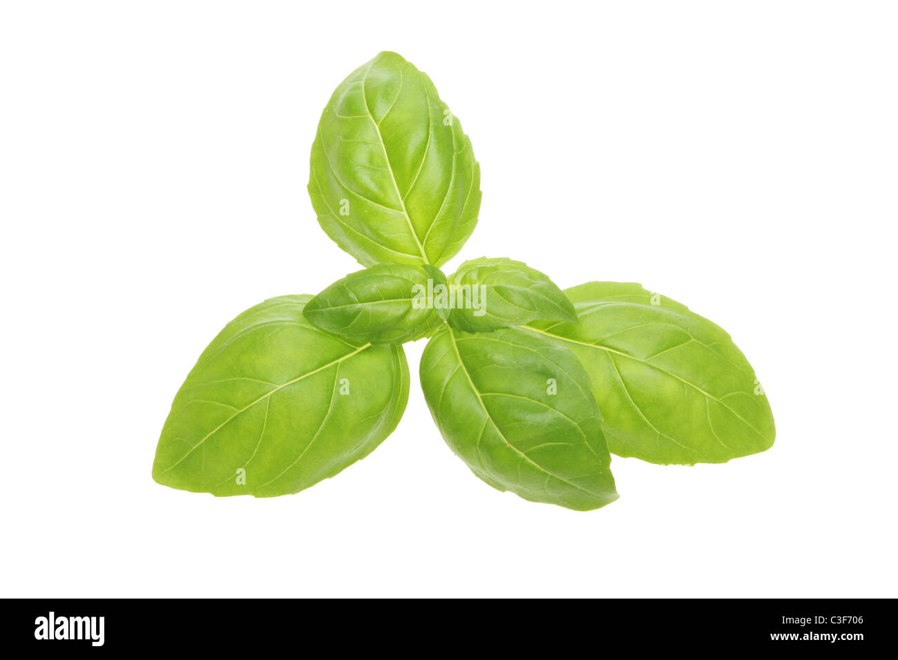 Rametto di basilico fresco foglie di erbe isolata contro bianco Foto Stock