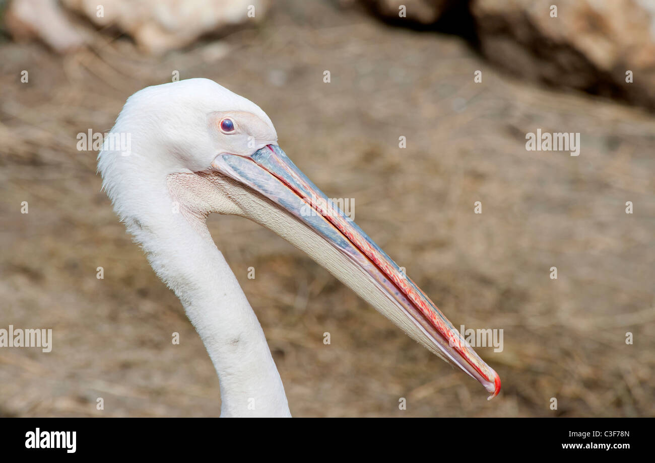 Close up di un pellicano bianco Foto Stock