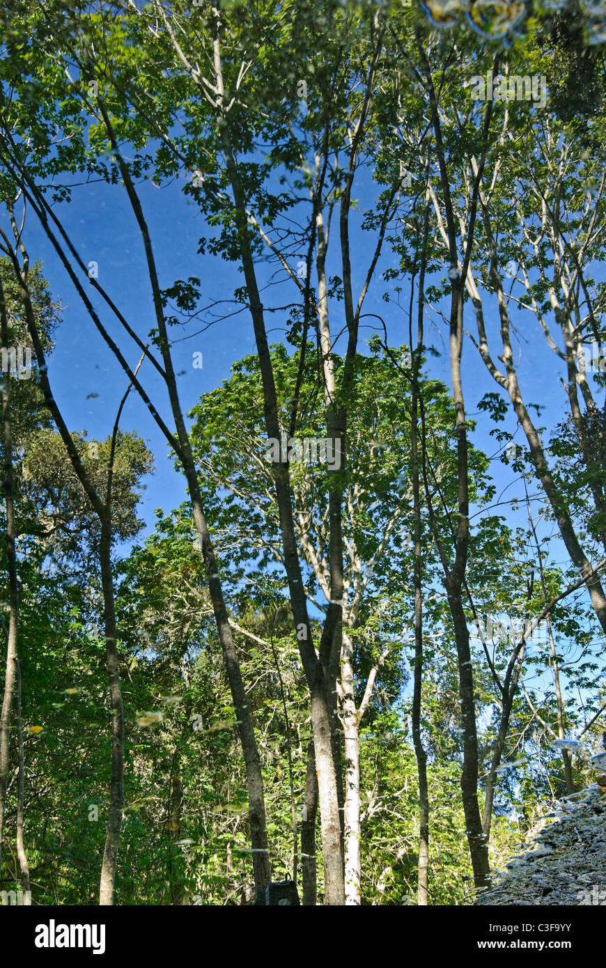Vista riflessa della foresta da uno stagno in Garland Ranch Park, Monterey, CA. Foto Stock
