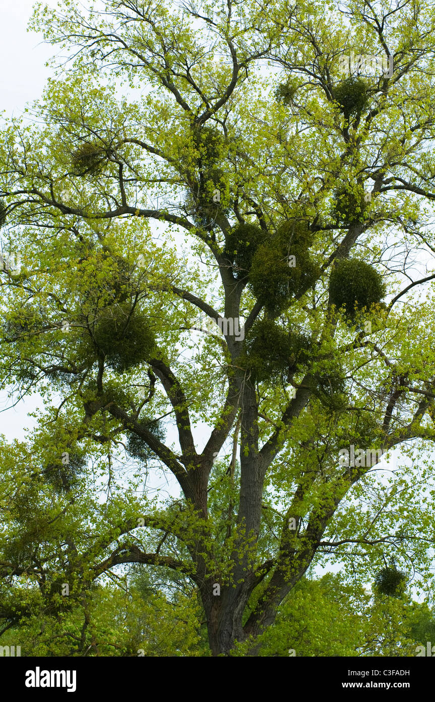 Vischio crescendo all'interno di un albero proveniente in foglia in primavera. Oxfordshire, Regno Unito. Foto Stock