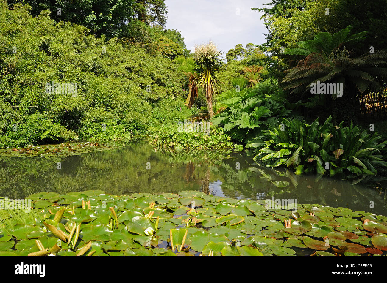 Il Jungle area a Lost Gardens of Heligan in Cornwall, Regno Unito Foto Stock