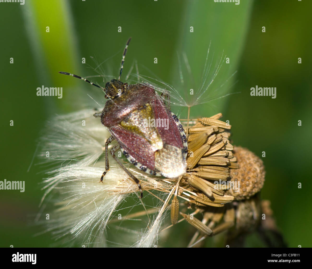 Sloe Bug (Dolycoris baccarum), Francia Foto Stock