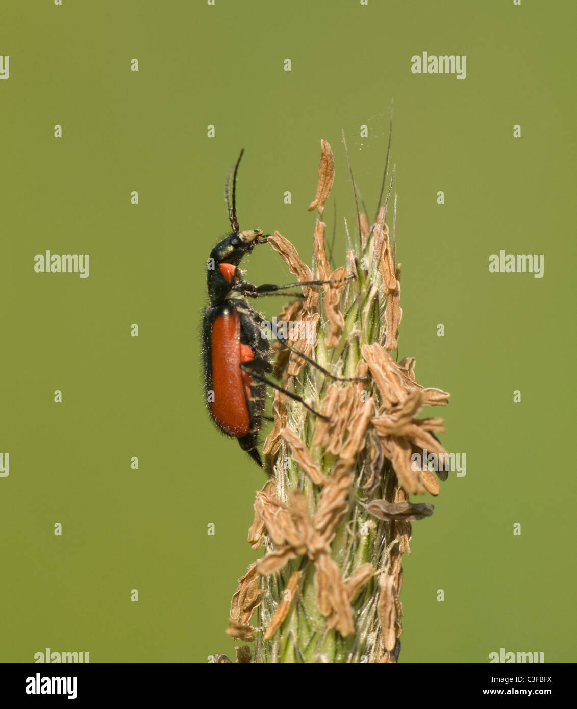 Fiore Soft-Winged Beetle (Malachius aeneus), Francia Foto Stock