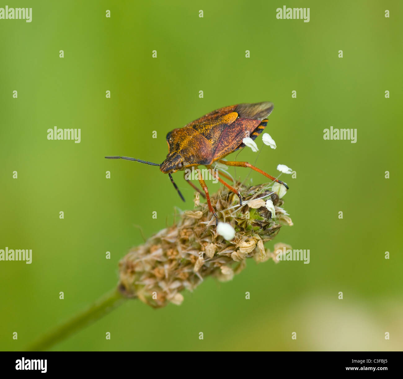 Forest Bug )Pentatoma rufipes), Francia Foto Stock