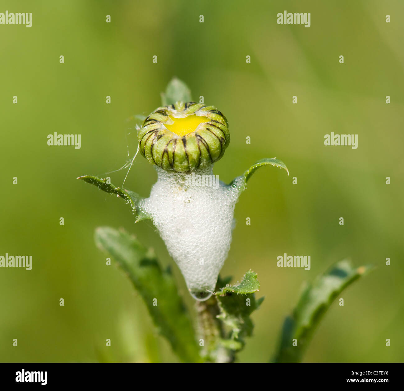 Il cuculo sputo di un Froghopper Bug su una margherita Bud Foto Stock